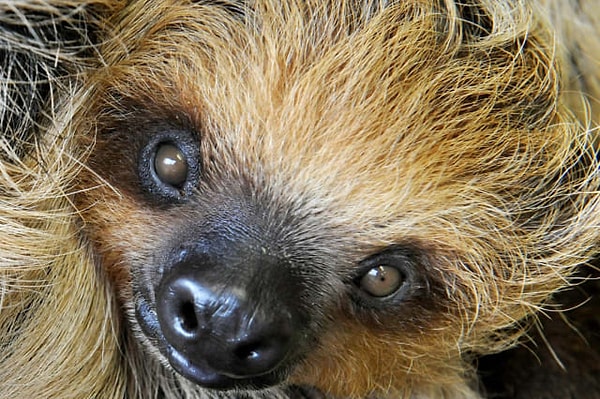 15. Значительное количество ленивцев умирает каждый год, пытаясь покакать.