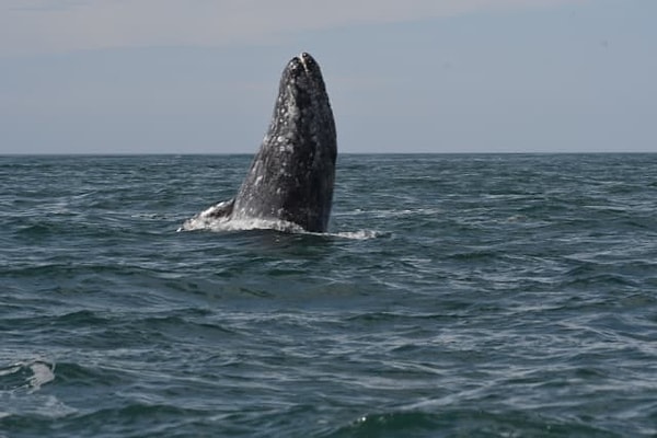 18. Ученые считают, что фекалии китов могут помочь в борьбе с изменением климата.