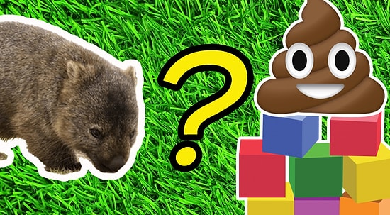 Тест: Как животные «ходят по-большому»? Догадайтесь, какие факты правда, а какие — ложь