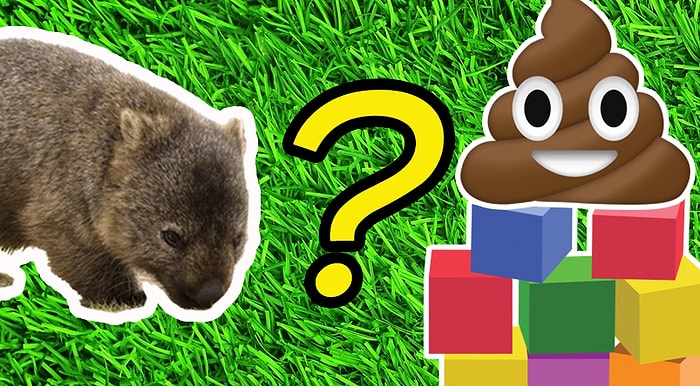 Тест: Как животные «ходят по-большому»? Догадайтесь, какие факты правда, а какие — ложь