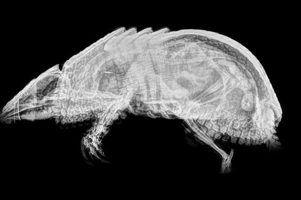 3. Сможете ли вы узнать это животное?