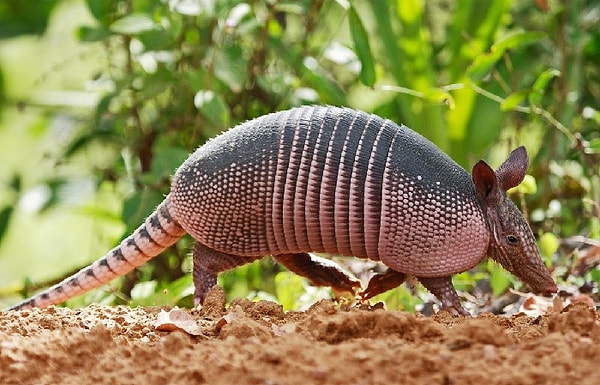 Посмотреть ответ: