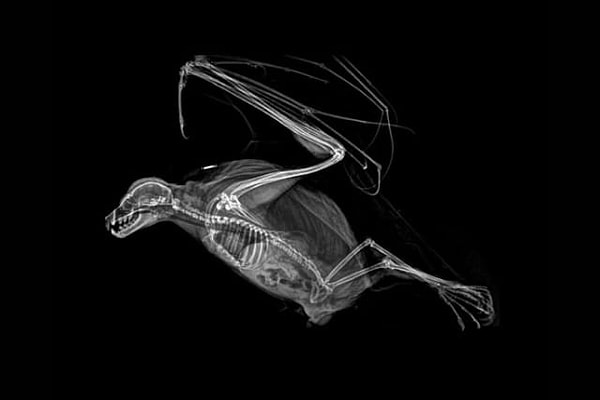 4. Кто же это?