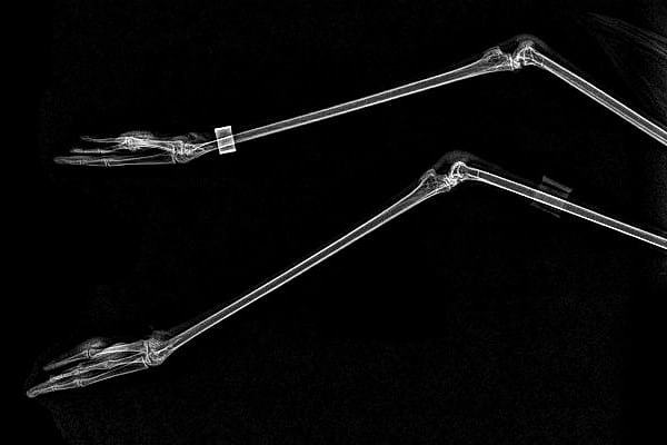 5. А здесь будет посложнее. Чьи это «модельные» ножки?