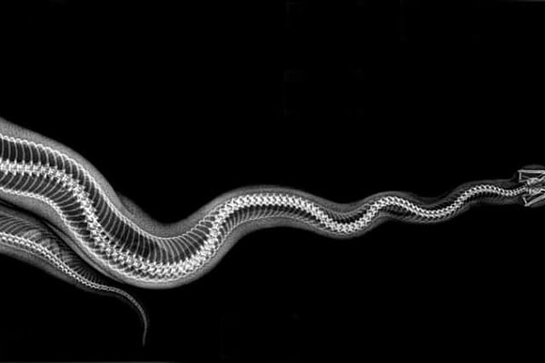 6. А это кто?