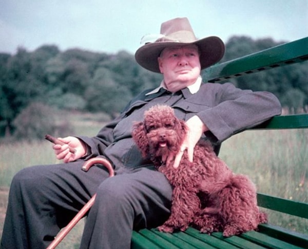 2. "Собаки смотрят на нас снизу вверх. Кошки смотрят на нас сверху вниз. Свиньи смотрят на нас..."     У. Черчиль