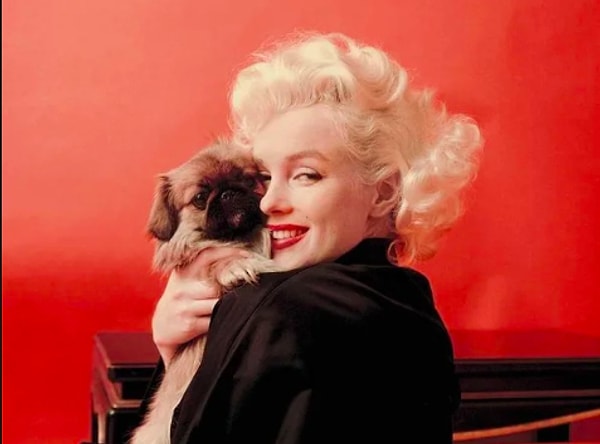 9. "Собаки никогда не кусали меня..."   М. Монро