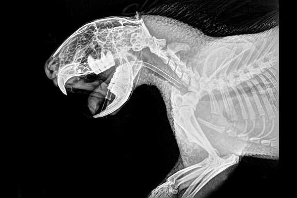 9. А этот клыкастый зверь — ...