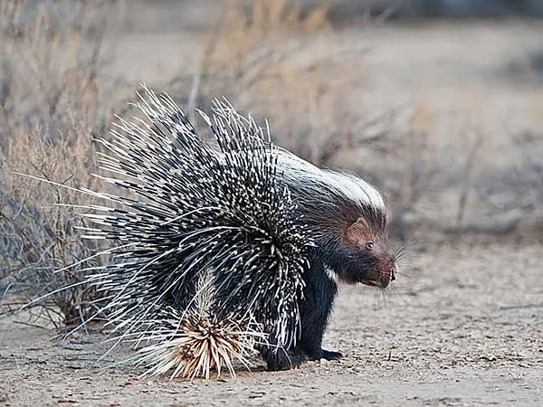 Посмотреть ответ: