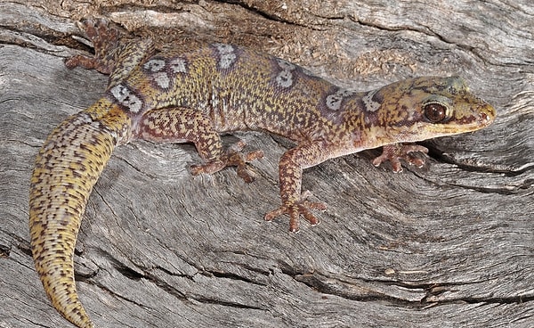 Посмотреть ответ: