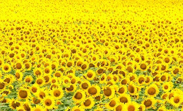 8. Выберите оттенок жёлтого: