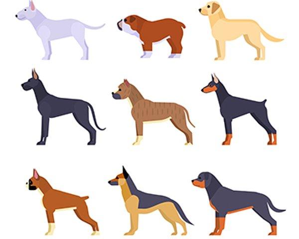 1. Köpeklerin mitokondriyal DNA'sı analiz edildiğinde tüm köpeklerin kökeninin 11,000 ile 16,000 yıl önce Çin'in güney batısında evcilleştirilen kurtlara dayandığı ortaya çıkıyor.