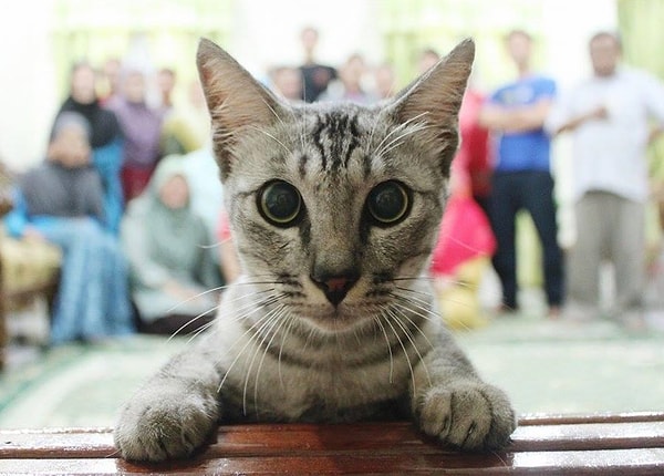 3. А какое у вас любимое животное?