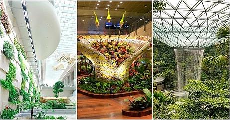 İçinde Orman ve Şelale Var: Yedinci Kez Dünyanın En İyi Havaalanı Ödülünü Alan Singapur Changi Havalimanı