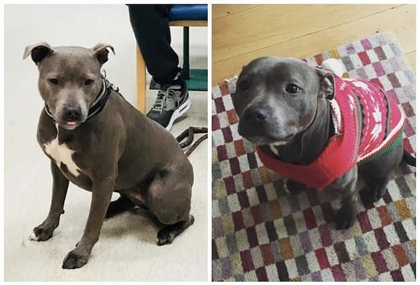 2. Кто треплет этого милаху за ушком?