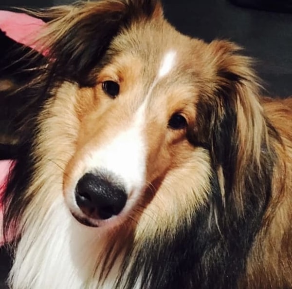 3. Кто из звезд обожает эту красотку?