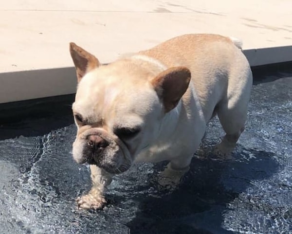 4. Кому принадлежит этот хмурый пирожок?