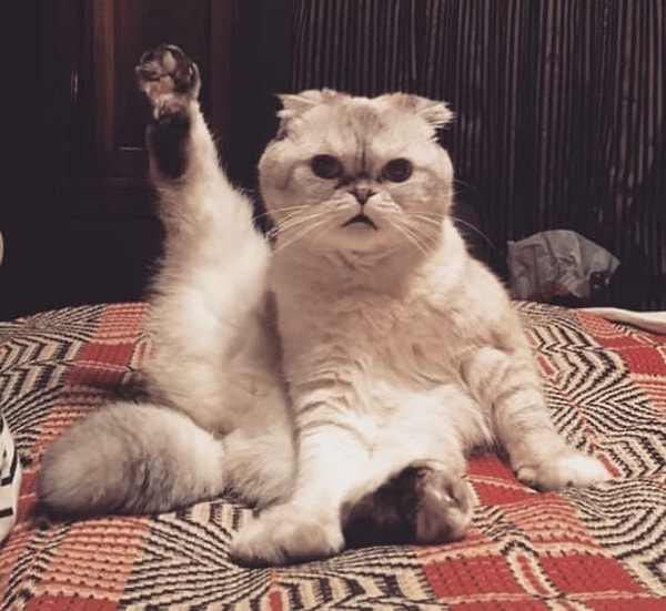 5. У кого дома живет эта бесстыдница?