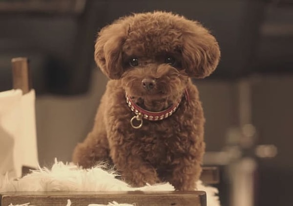 7. Кто из селебрити души не чает в этом кудрявом парне?