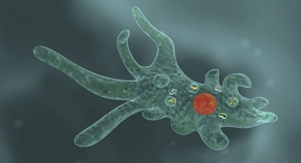 7. В каком году была обнаружена амёба?