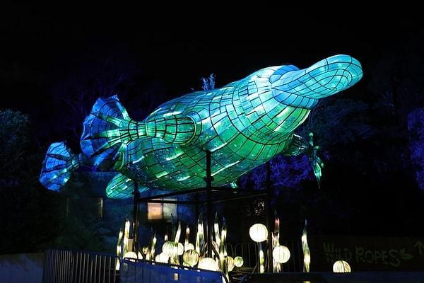 12. Sydney Vivid Işık festivalinin de vahşi yaşam parkında ışık heykelleri yapmasının amacı tüm bu çalışmalara dikkat çekmek.