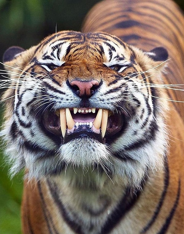 4. Клыки кисы