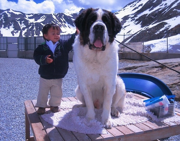 5. Когда собака крупнее человека. Ок, маленького человека