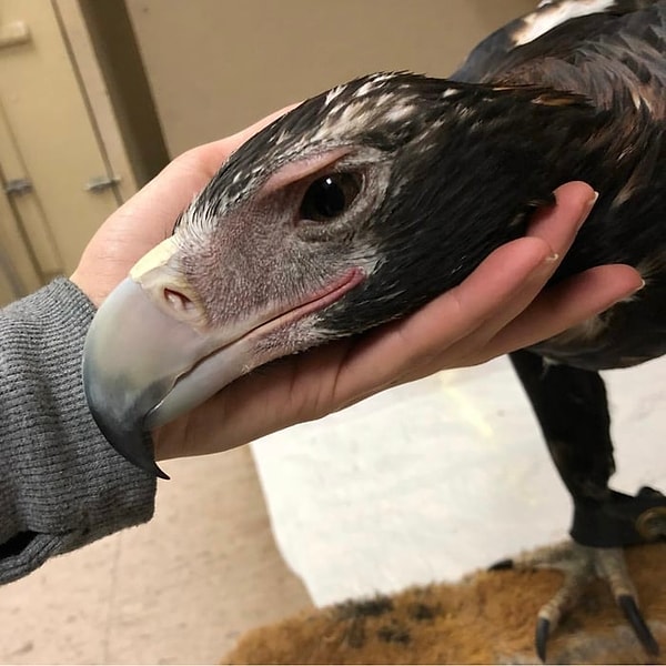 9. Голова клинохвостного орла в руке взрослого человека