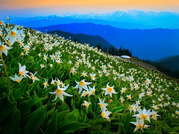 7. Выберите цветок: