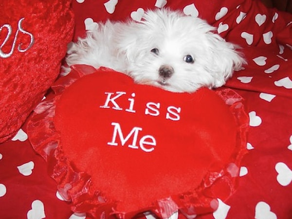 Вы должны были родиться 14-го февраля!