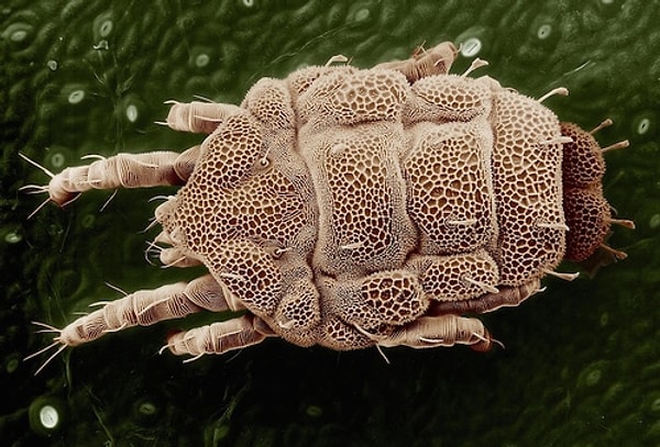 5. На вашем лице живут микроскопические клещи.