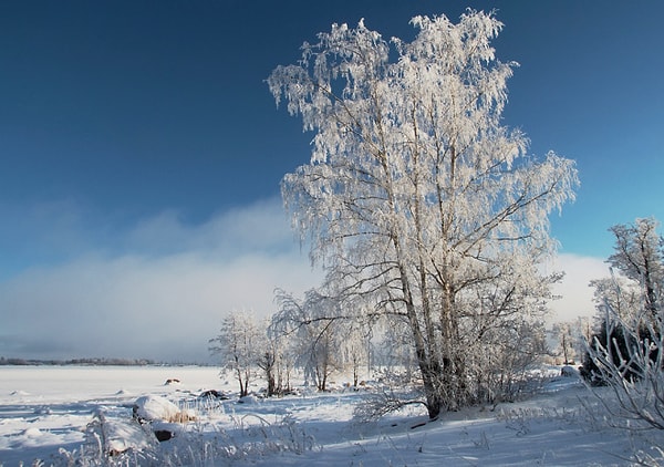 3. Кому принадлежат эти строки: ""Белая береза Под моим окном Принакрылась снегом Будто серебром"?