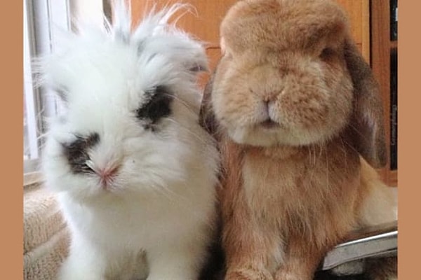 4. Какого из этих кроликов вы хотели бы видеть скачущим по полу вашего дома?