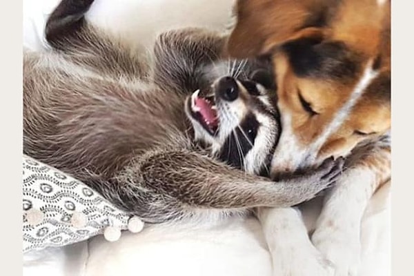 5. Какого из этих енотиков вы бы без колебаний приютили у себя дома?