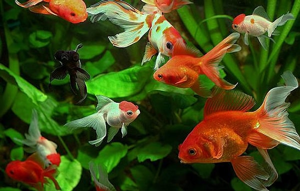 3. Память золотой рыбки длится всего 10 секунд.