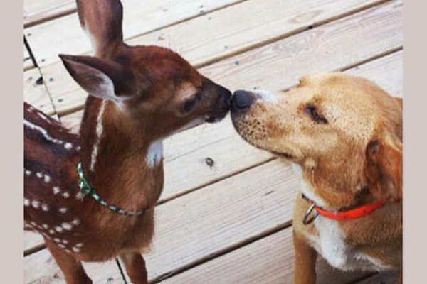 7. Пригласите в гости самого милого олененка: