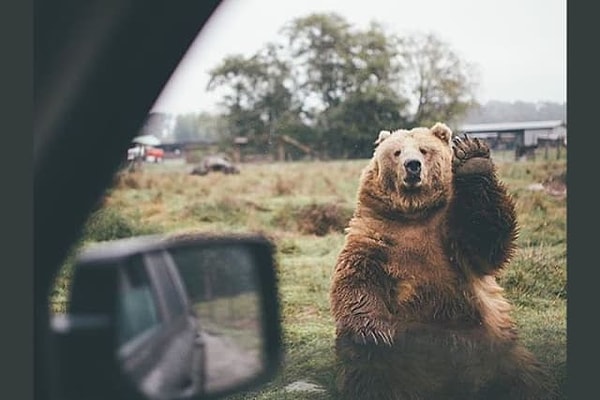 8. И, наконец, выберите лесного жителя, с которым не отказались бы разделить квартиру: