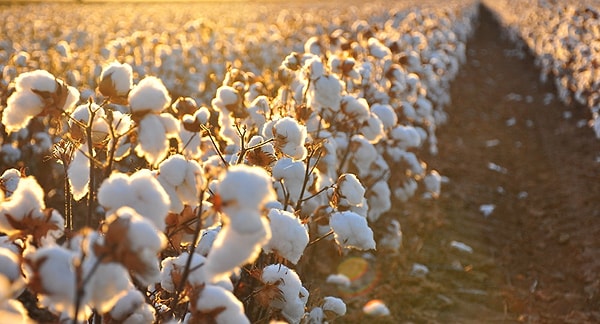 6. Хлопок – самое популярное натуральное сырье для производства одежды.