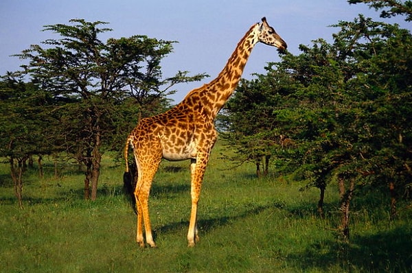 10. Жирафы могут получать еду только с деревьев.