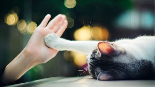 5. О чем говорит киса, когда нежно дотрагивается до вас лапкой?