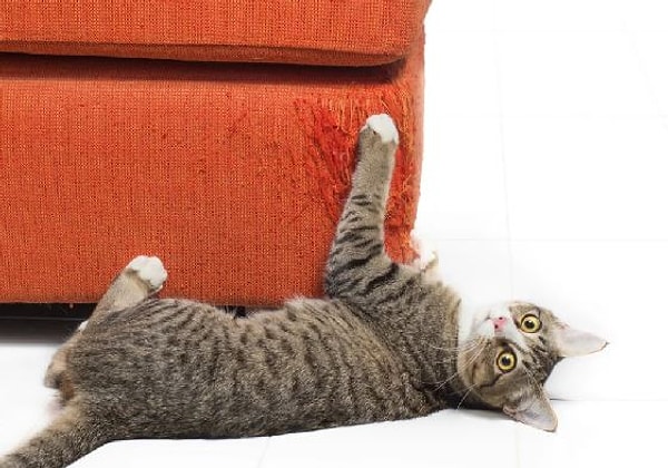 11. Если кошка с остервенением дерет мебель и углы, о чем это говорит?