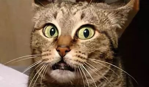 12. В каком случае киса прижимает ужи к голове?