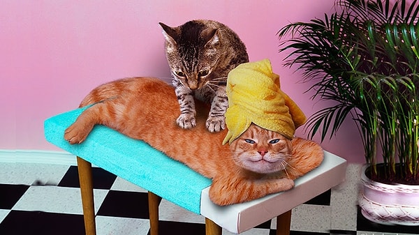 15. И, наконец, последний вопрос. Что означает поведение, когда кошка делает массаж лапками?