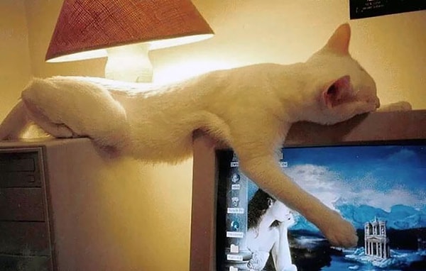 25. Кошачий мост =Р