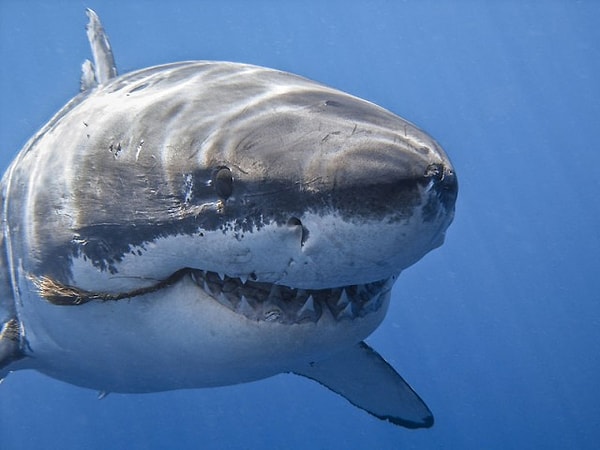 8. Акулы никогда не спят