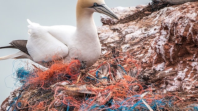 Yapılan canlı yayının amacının, son yıllarda iyice artan plastik kirliliğine dikkat çekmek olduğu belirtilirken, canlı yayına ait 'geri sayım' bir web sitesi de açıldı.