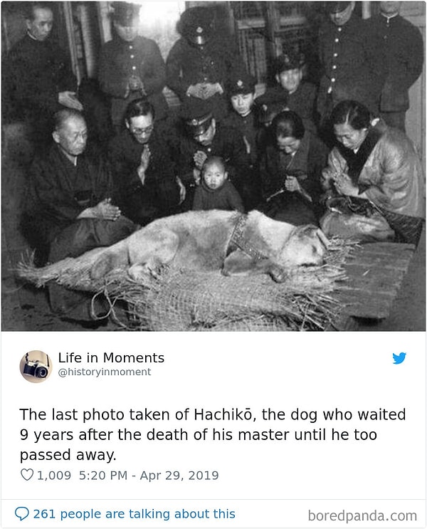 4. Последнее фото Хатико - собаки, которая ждала возвращения своего умершего хозяина до самой смерти (9 лет)