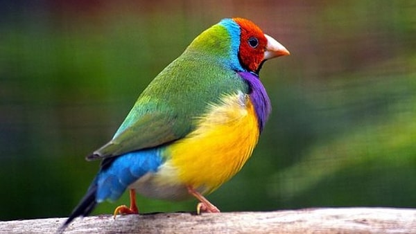 2. Какое из этих животных НЕ обитает в Австралии?