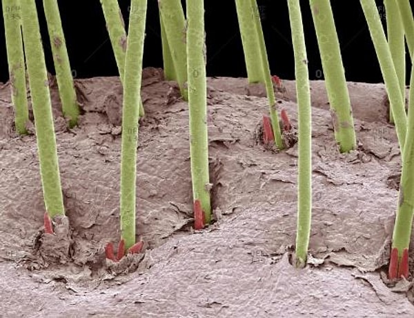 2. А это что за зеленые ростки?