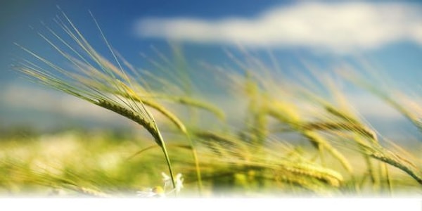 2. А какое название носит очень сильный ветер?